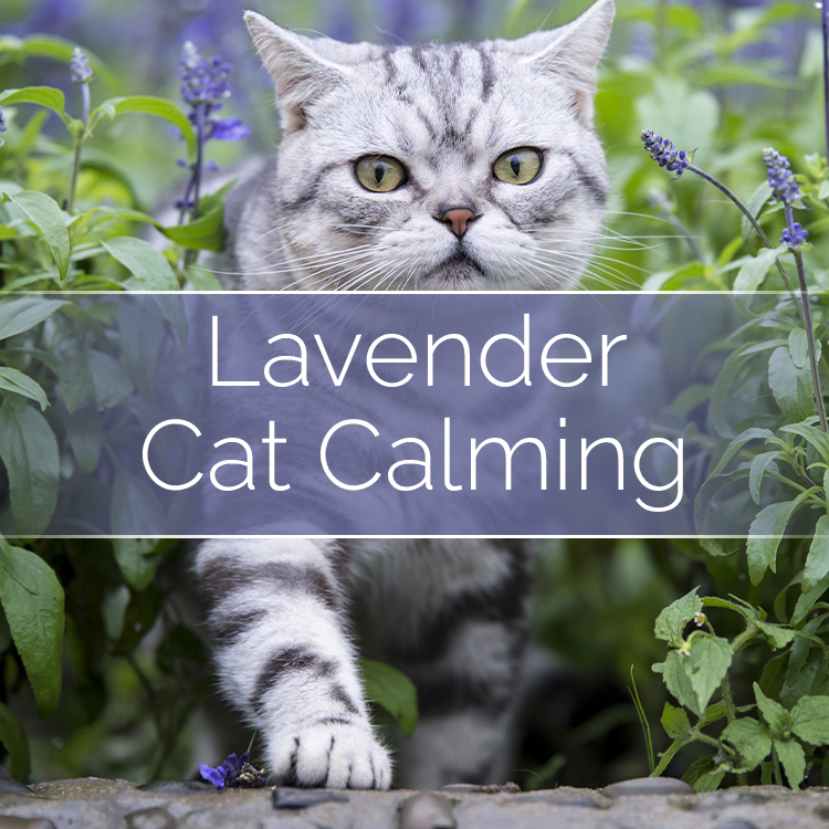 Cat Calming Soy Candle-Making Kit | 14 oz with Glass Jar